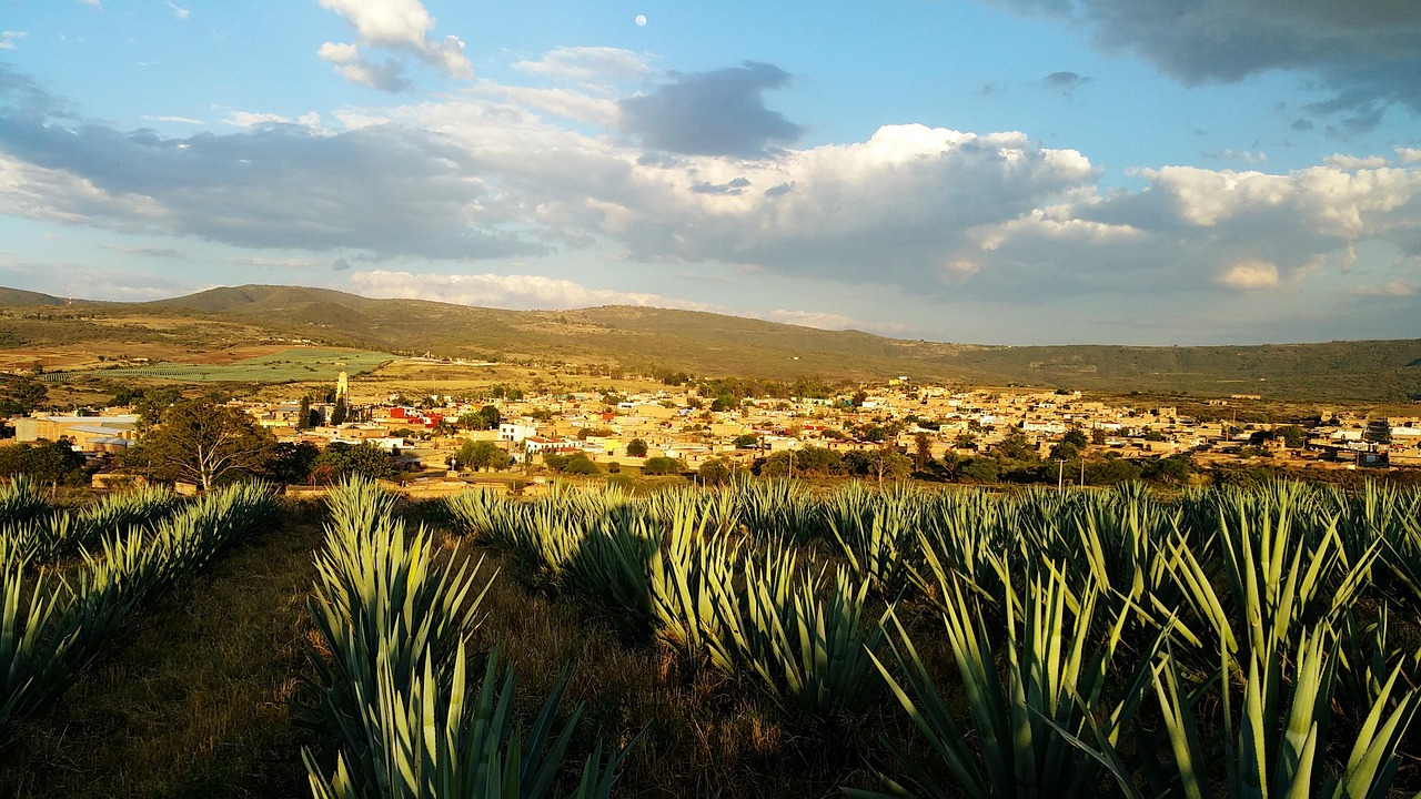 Agave and landscape